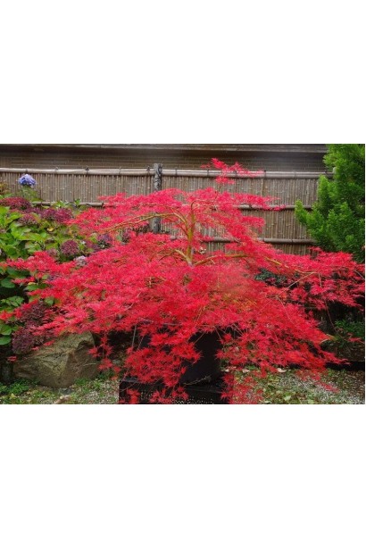 Сорт клена ’Емеральд Лейс’ у контейнері